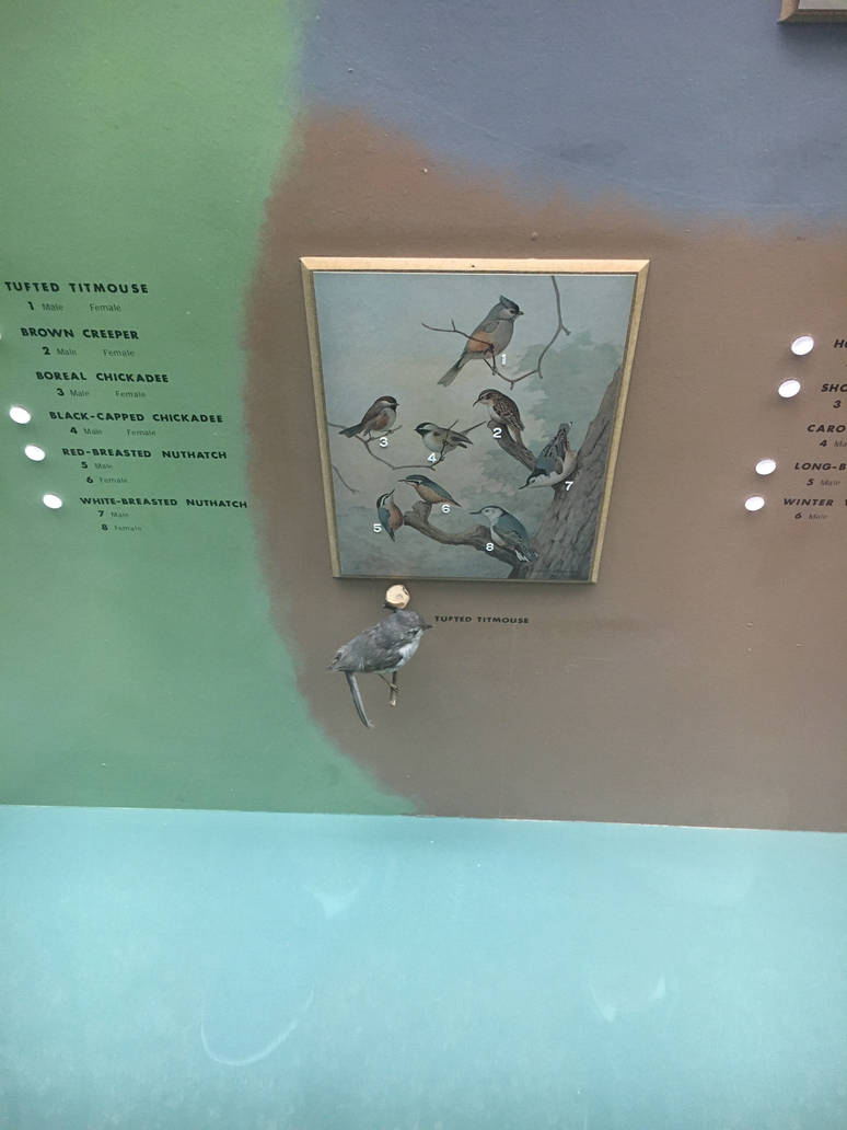 Milwaukee Public Museum - Wisconsin Woodlands - Tufted Titmouse