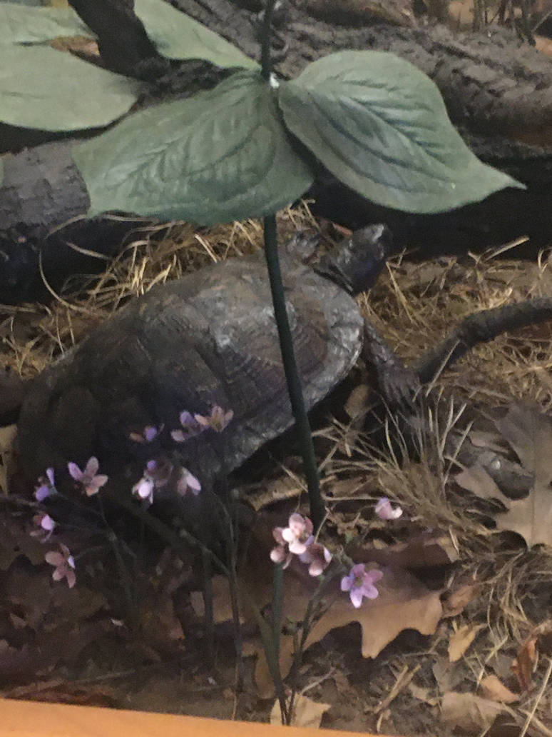 Milwaukee Public Museum - Wisconsin Woodlands - Turtle Species ID?
