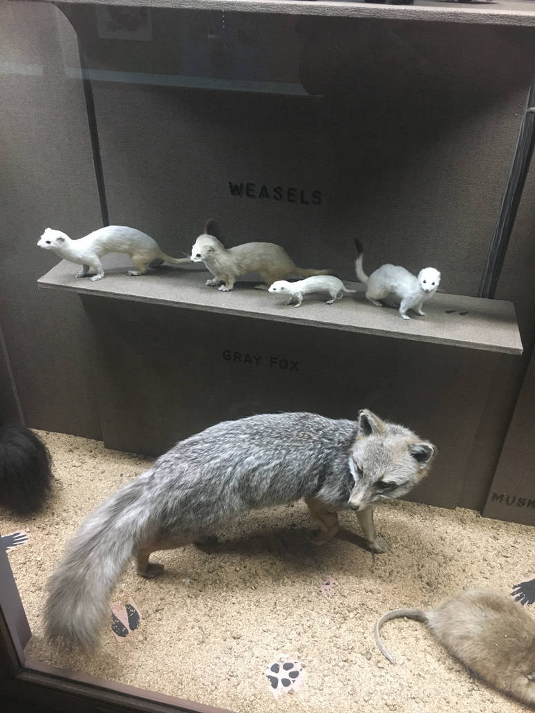 Milwaukee Public Museum - Wisconsin Woodlands - Weasels and Gray Fox