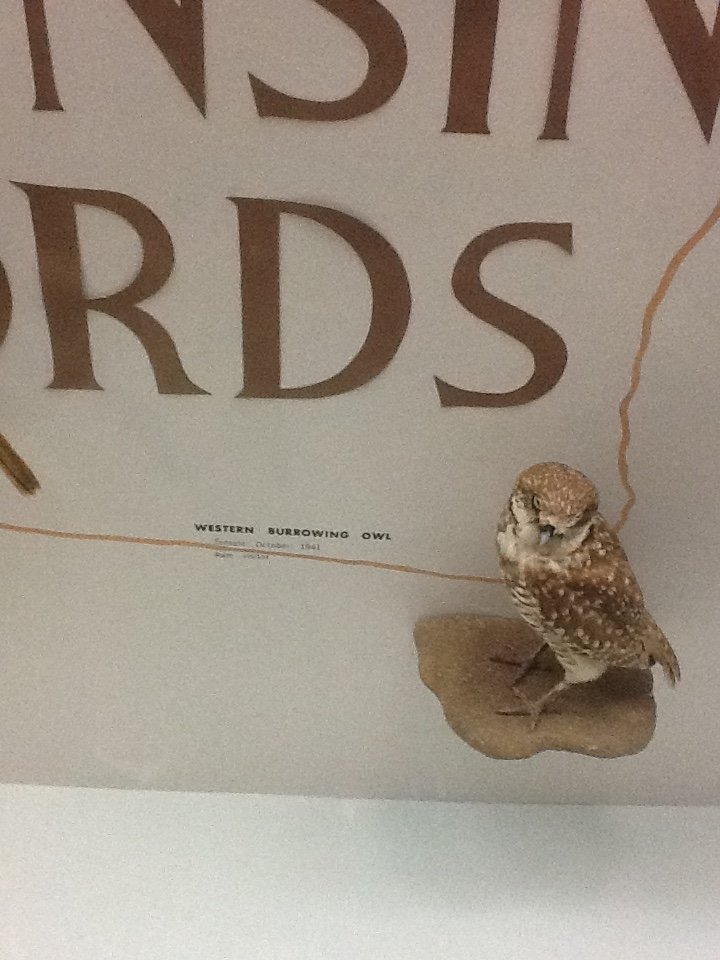 Milwaukee Public Museum - Wisconsin Woodlands - Western Burrowing Owl