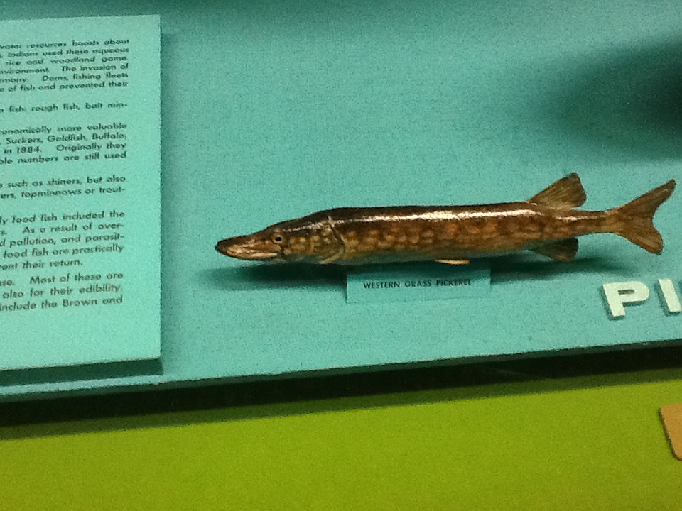 Milwaukee Public Museum - Wisconsin Woodlands - Western Grass Pickerel