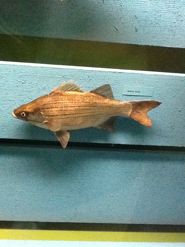 Milwaukee Public Museum - Wisconsin Woodlands - White Bass