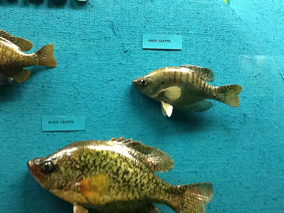 Milwaukee Public Museum - Wisconsin Woodlands - White Crappie and Black Crappie