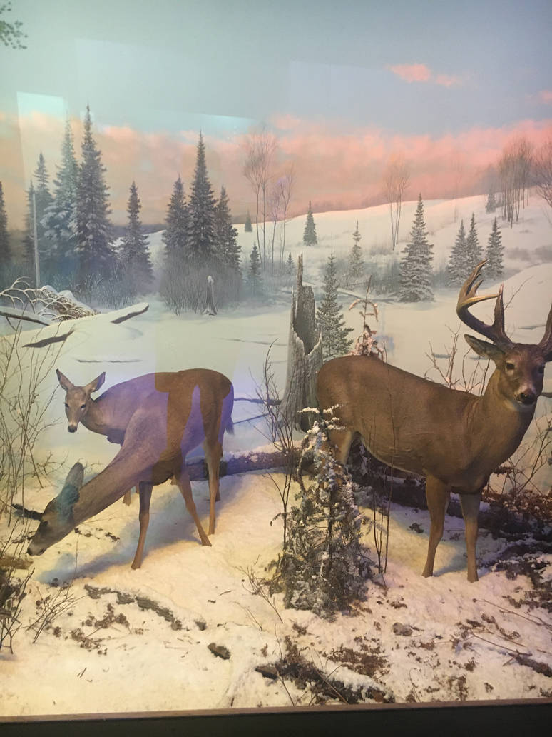 Milwaukee Public Museum - Wisconsin Woodlands - White-Tailed Deer Diorama