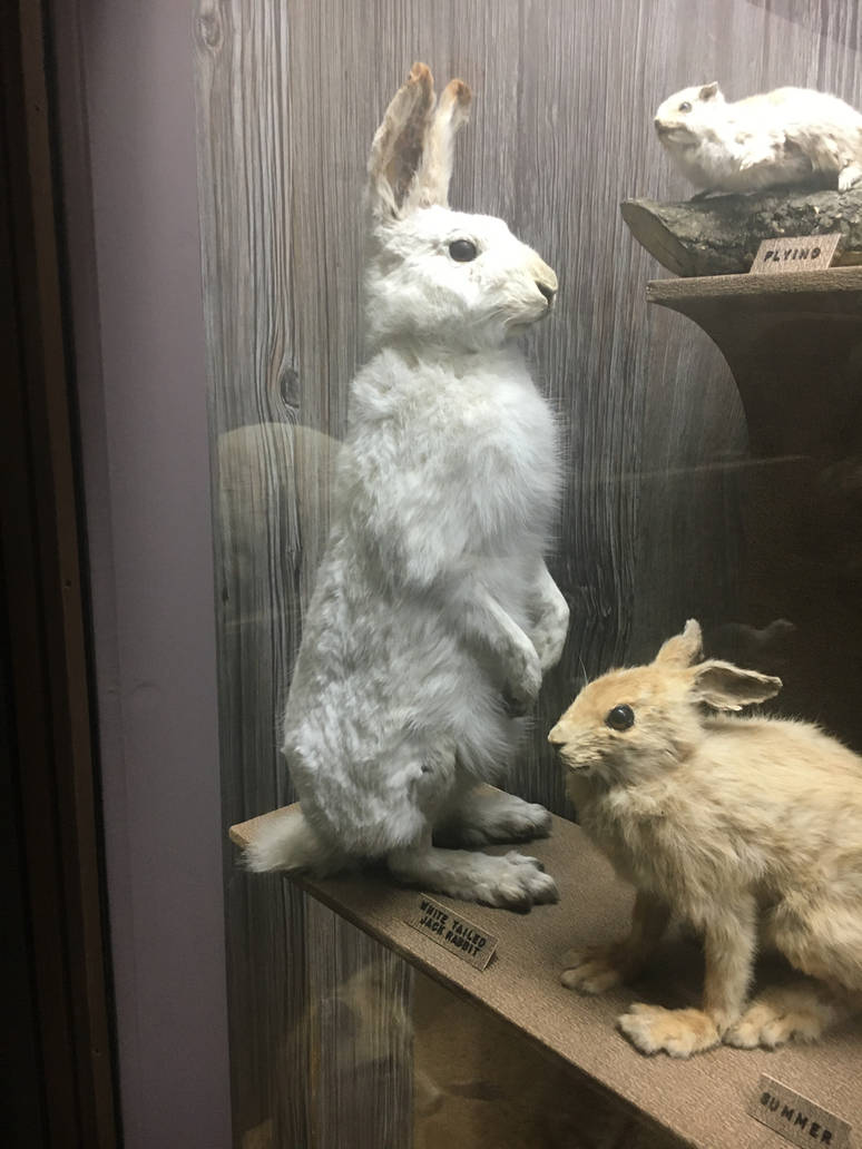 Milwaukee Public Museum - Wisconsin Woodlands - White-Tailed Jack Rabbit
