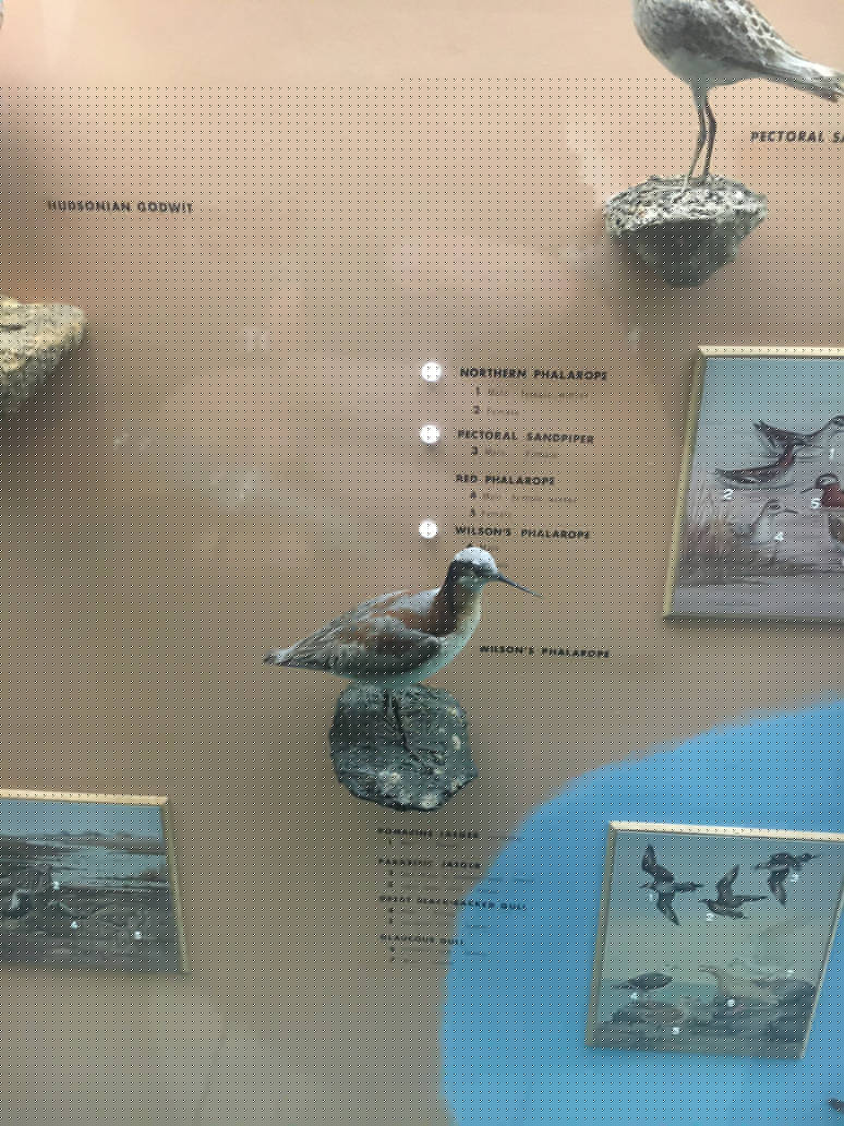 Milwaukee Public Museum - Wisconsin Woodlands - Wilson's Phalarope
