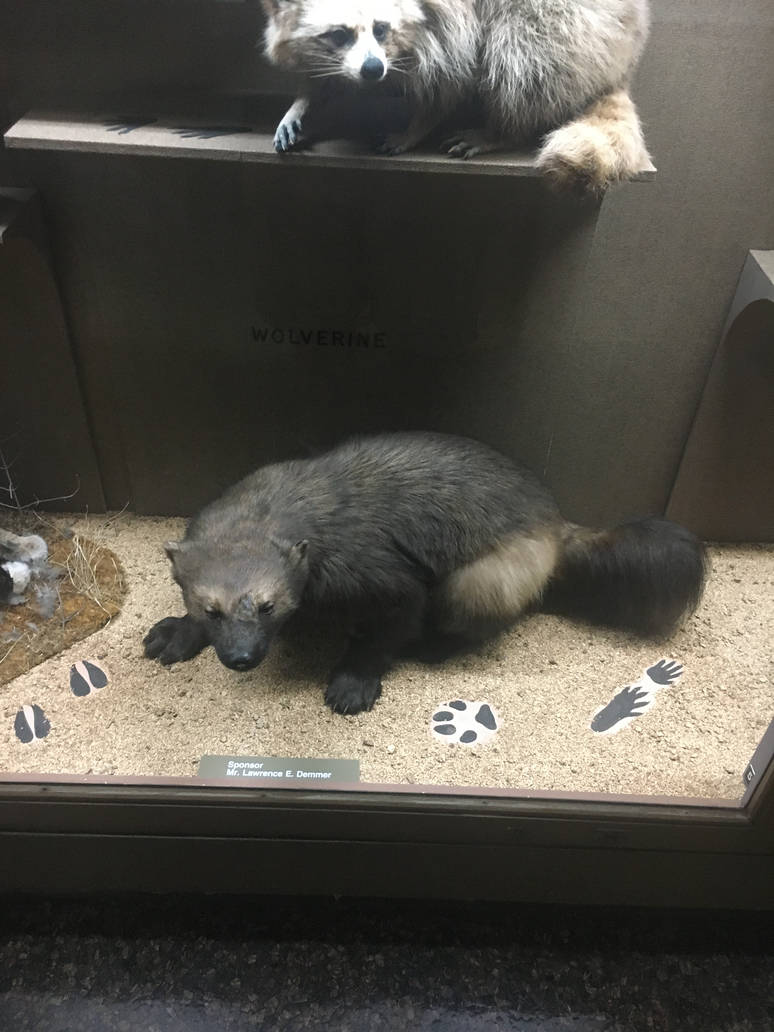 Milwaukee Public Museum - Wisconsin Woodlands - Wolverine