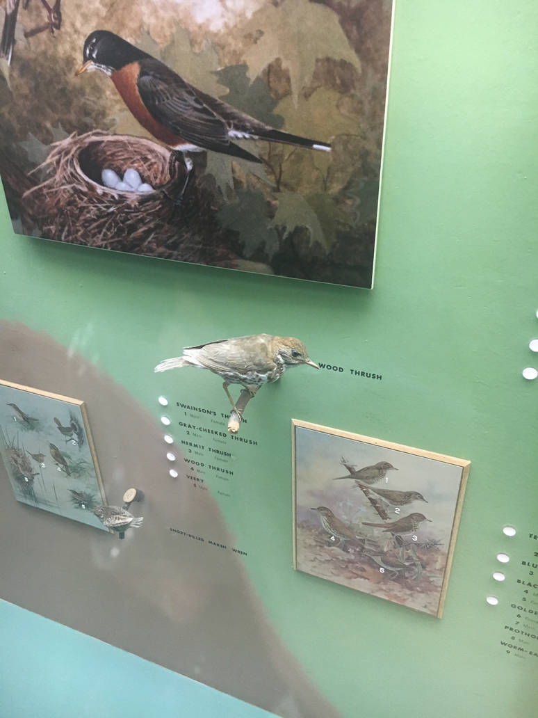 Milwaukee Public Museum - Wisconsin Woodlands - Wood Thrush