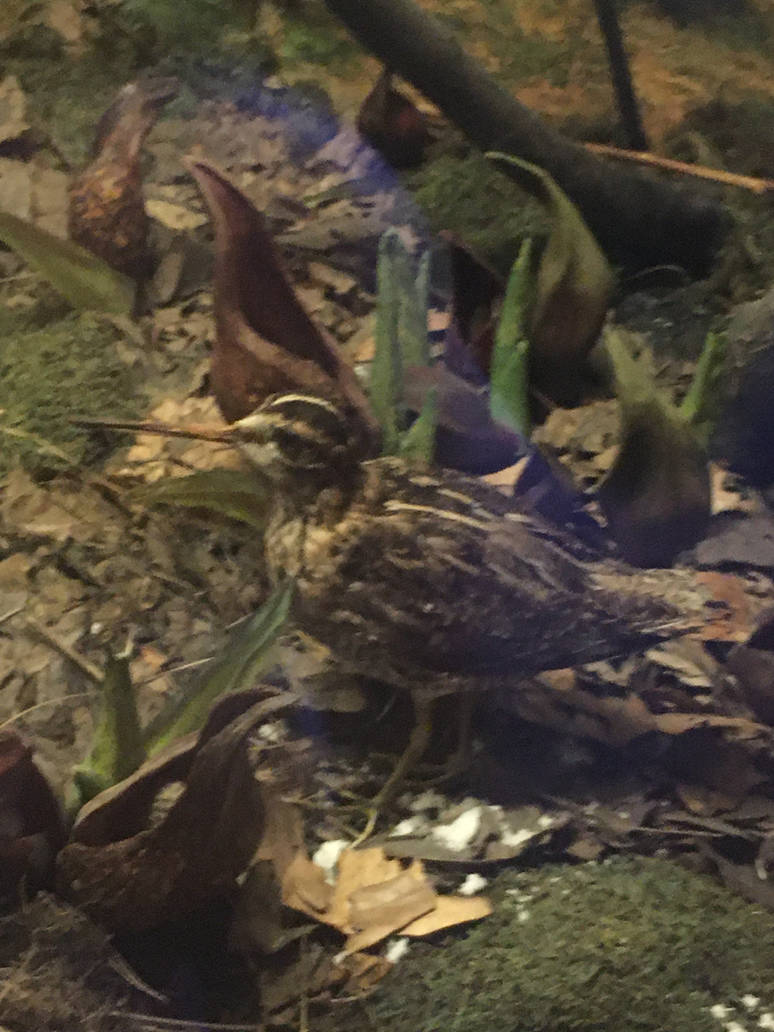 Milwaukee Public Museum - Wisconsin Woodlands - Woodcock