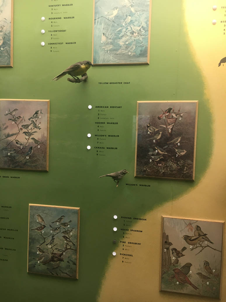 Milwaukee Public Museum - Wisconsin Woodlands - Yellow-Breasted Chat and Wilson's Warbler