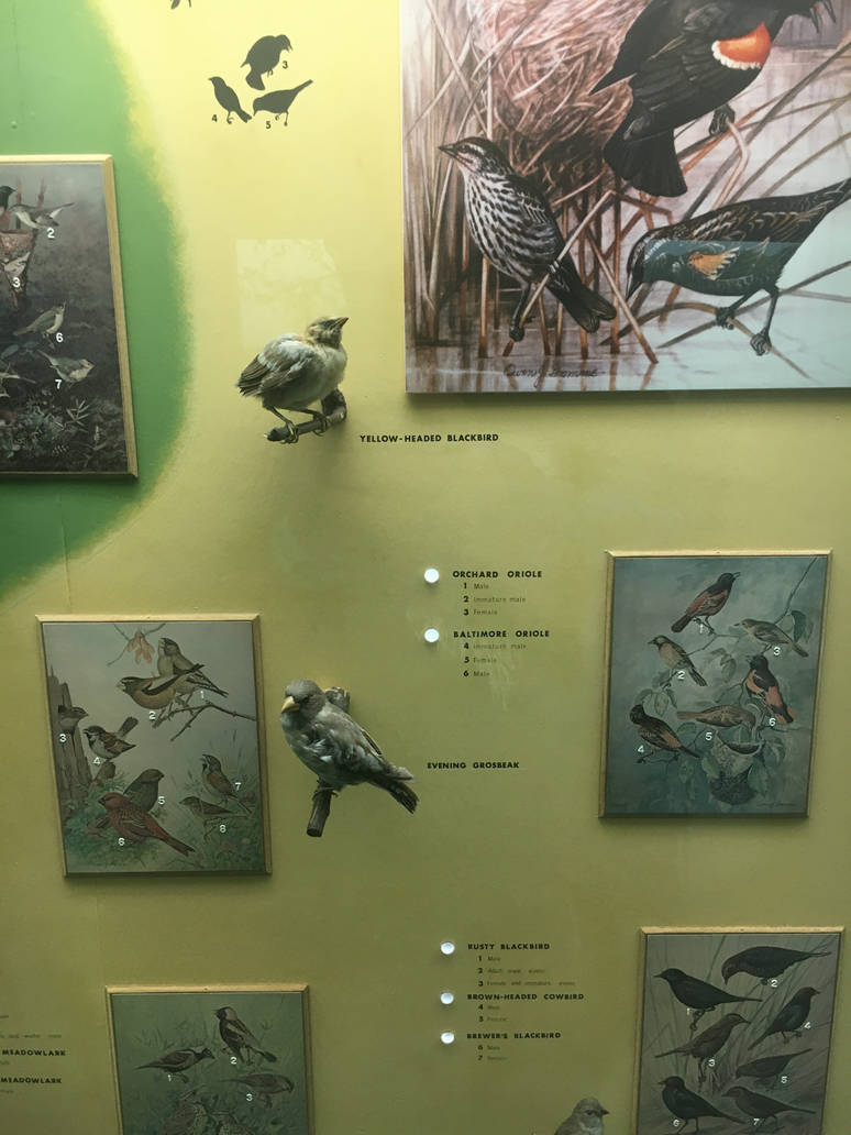 Milwaukee Public Museum - Wisconsin Woodlands - Yellow-Headed Blackbird and Evening Grosbeak