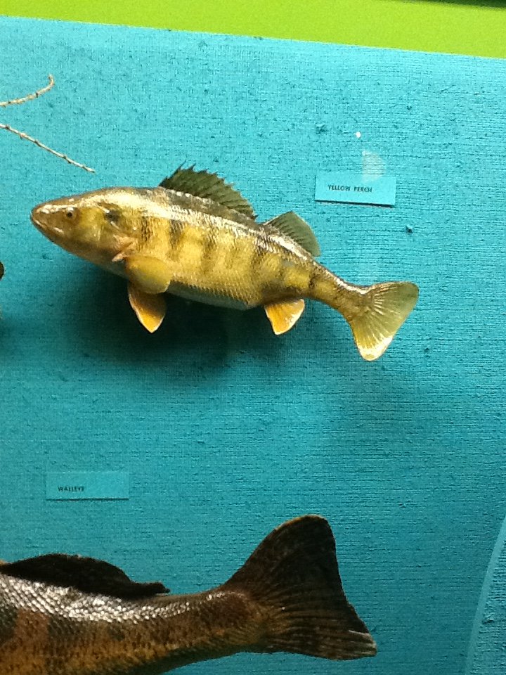 Milwaukee Public Museum - Wisconsin Woodlands - Yellow Perch