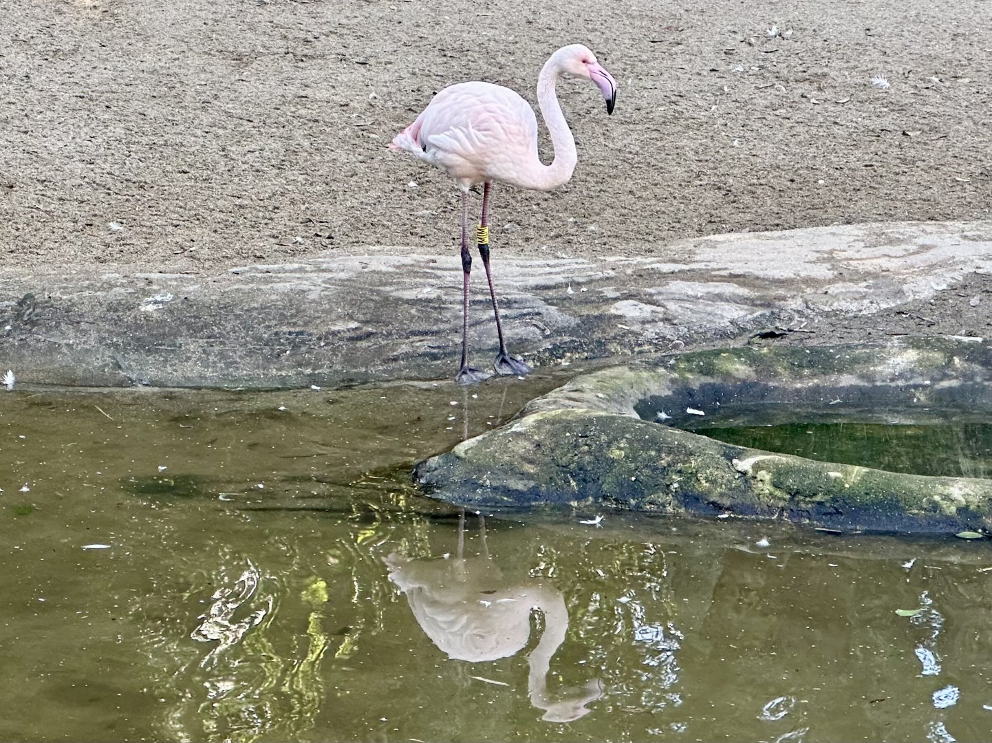 Mimi (Greater Flamingo)