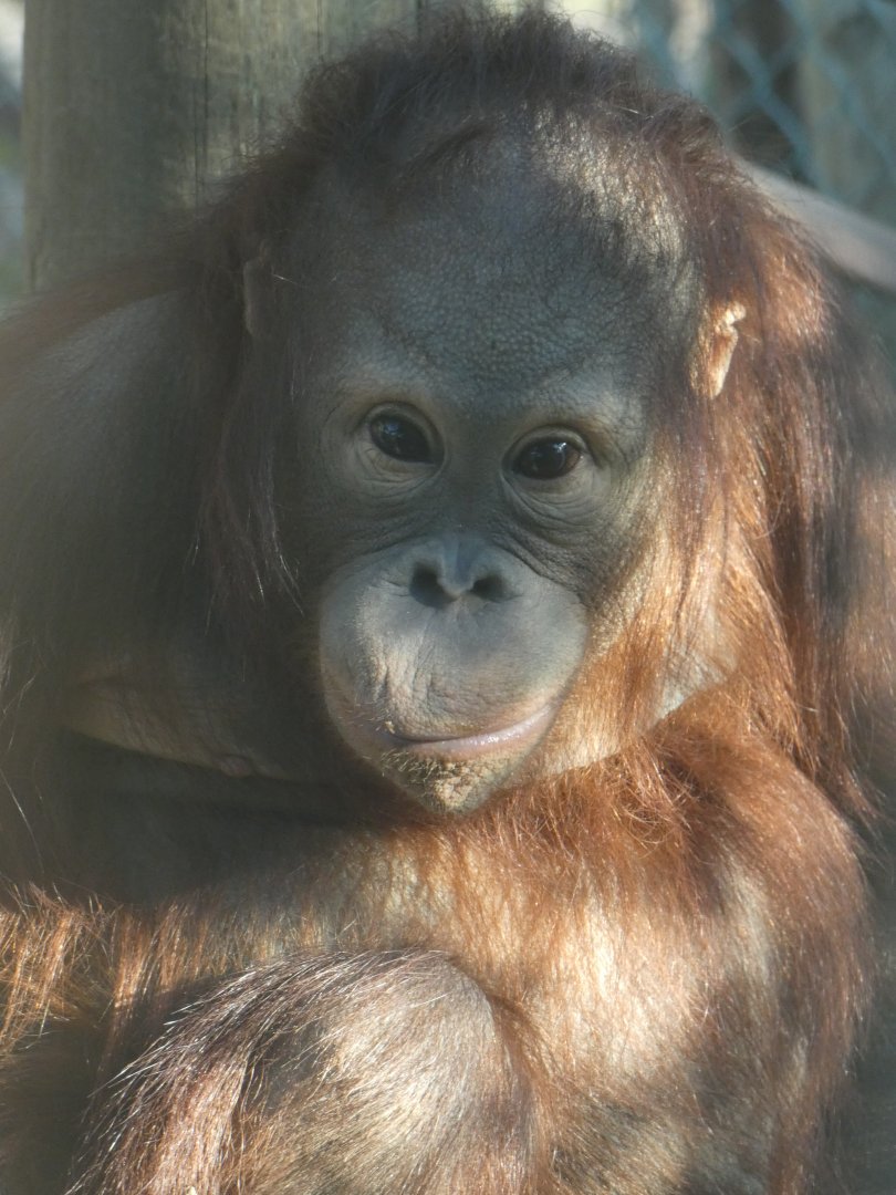 Mimi-Loren, Bornean Orang-utan