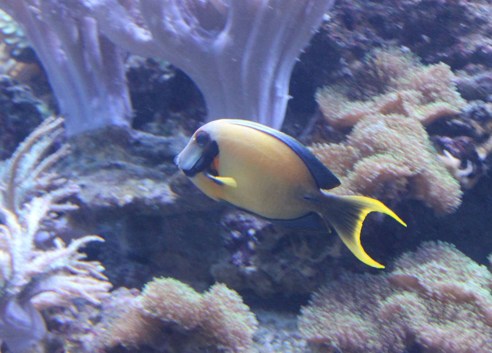 Mimic - Choclate surgeonfish