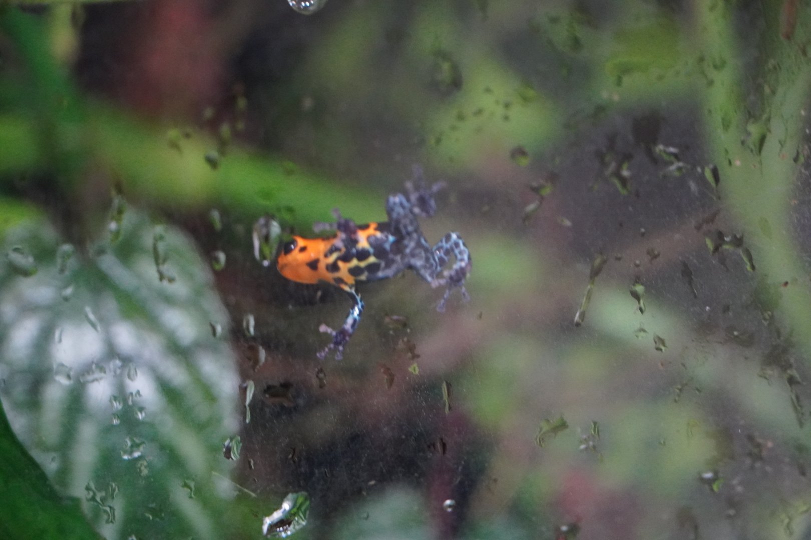 Mimic Dart Frog