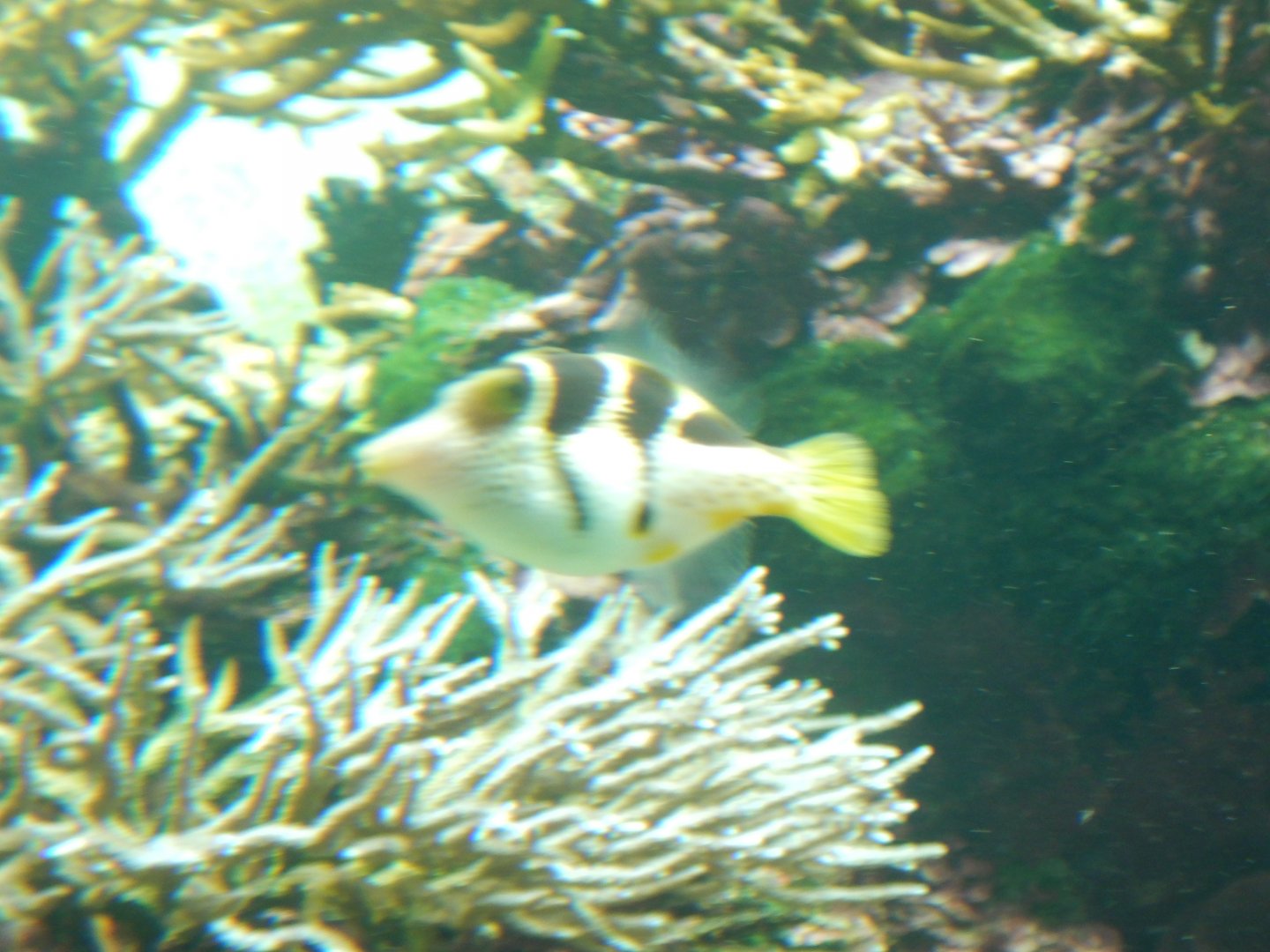 Mimic Filefish
