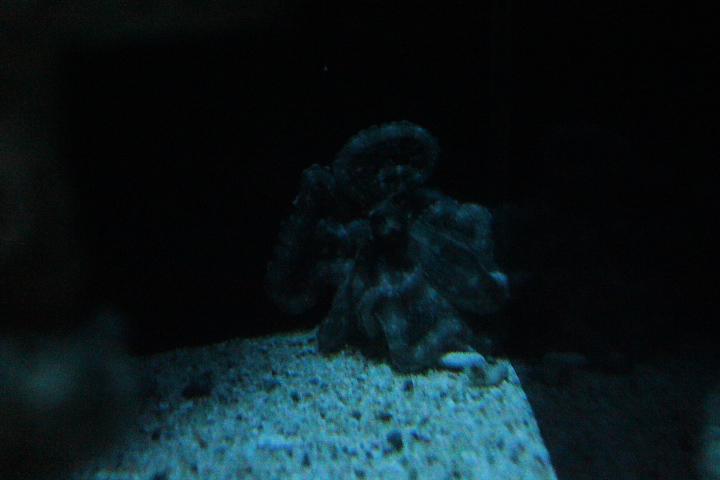 Mimic octopus (Thaumoctopus mimicus) - Suraloka Interactive Zoo