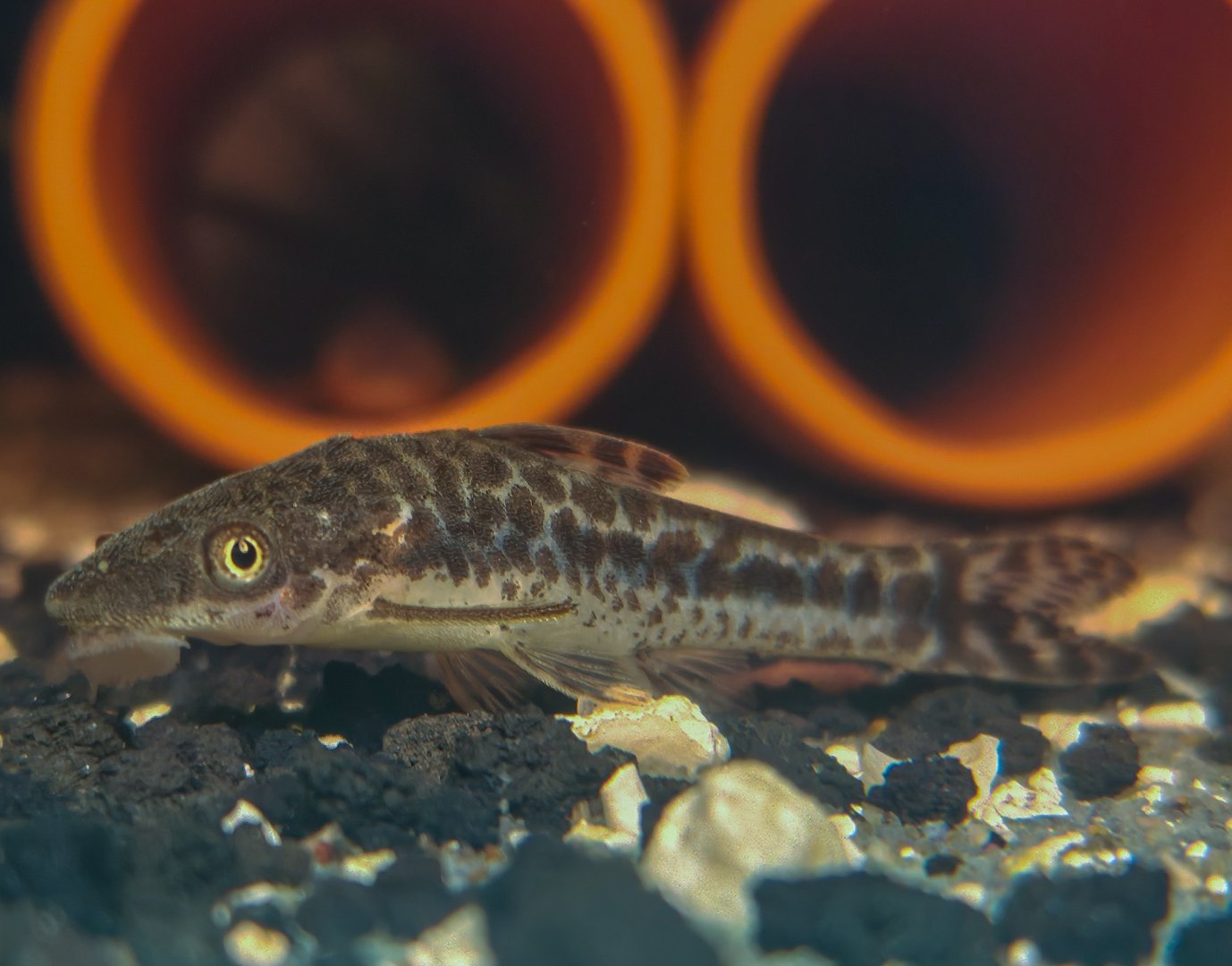 Mimic Oto (Otocinclus mimulus)