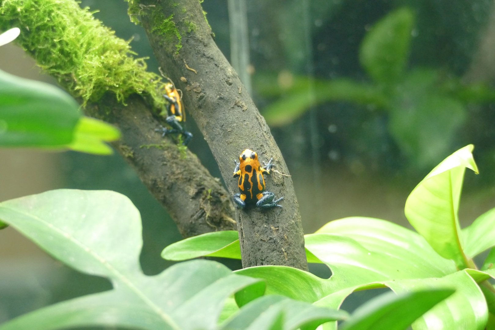 Mimic poison dart frog, January 2022