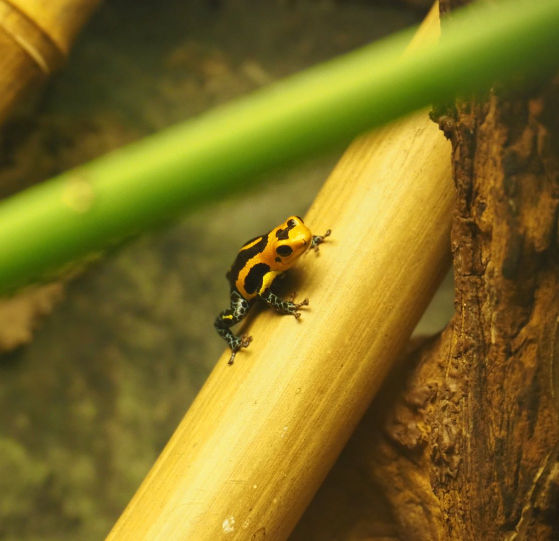 Mimic poison dart frog (Ranitomeya imitator), 2020-05-24