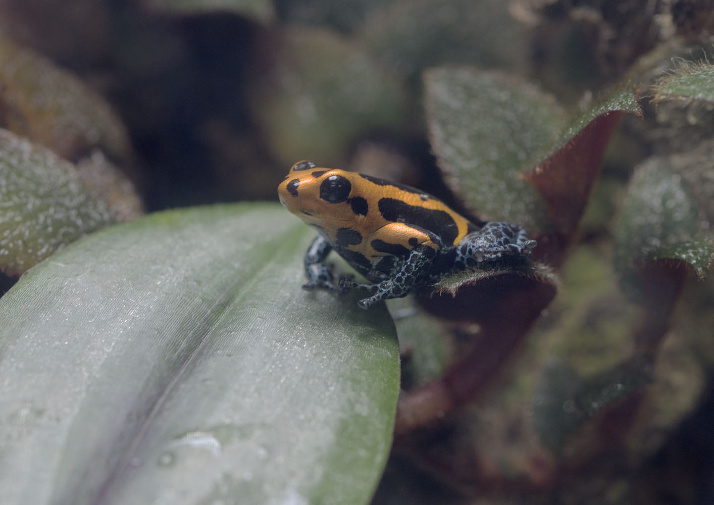 Mimic poison dart frog