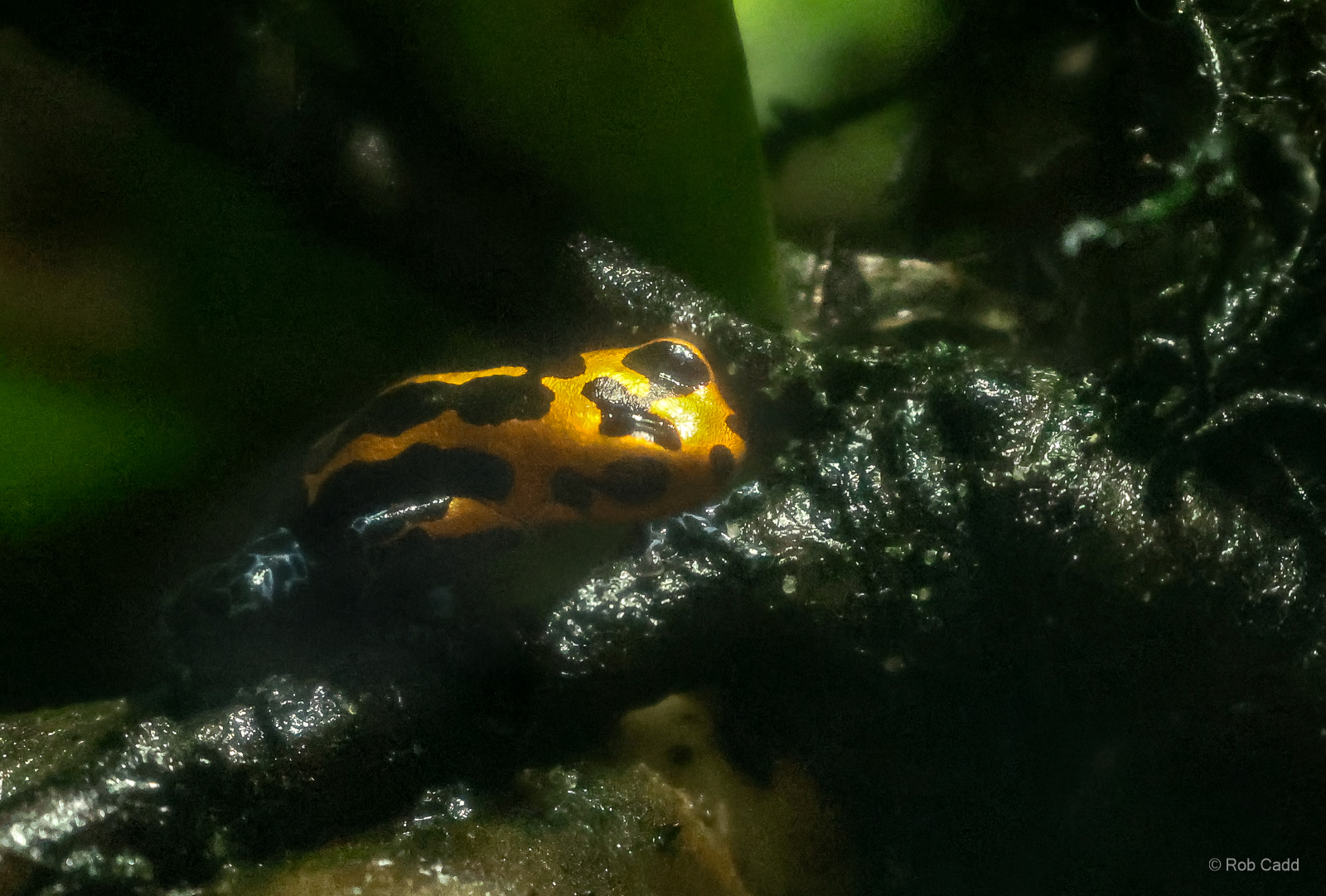 Mimic poison frog : Chester Zoo : 24 Jun 2024
