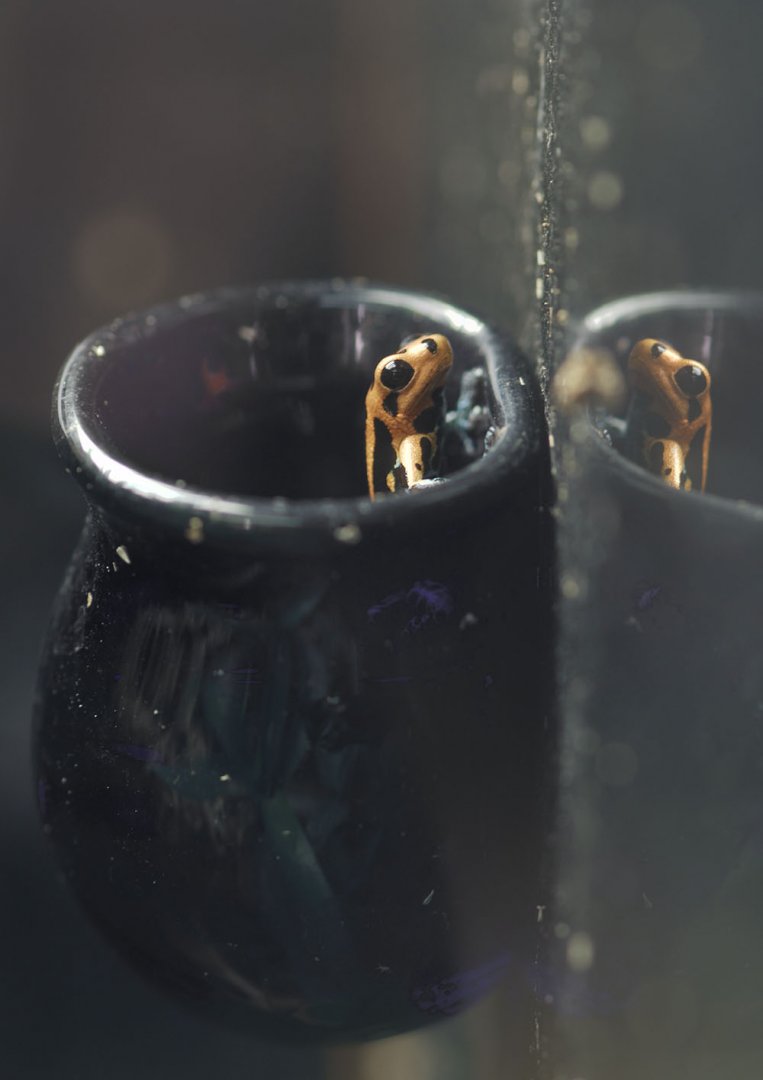 Mimic poison frog in brood container