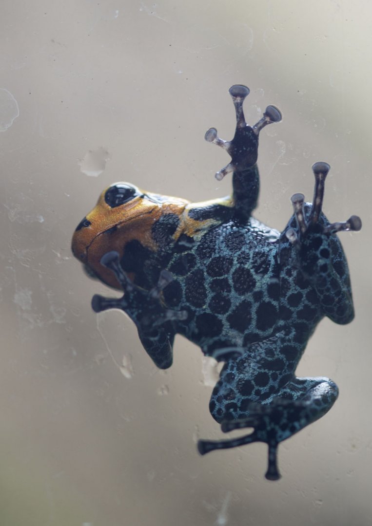 Mimic poison frog on glass