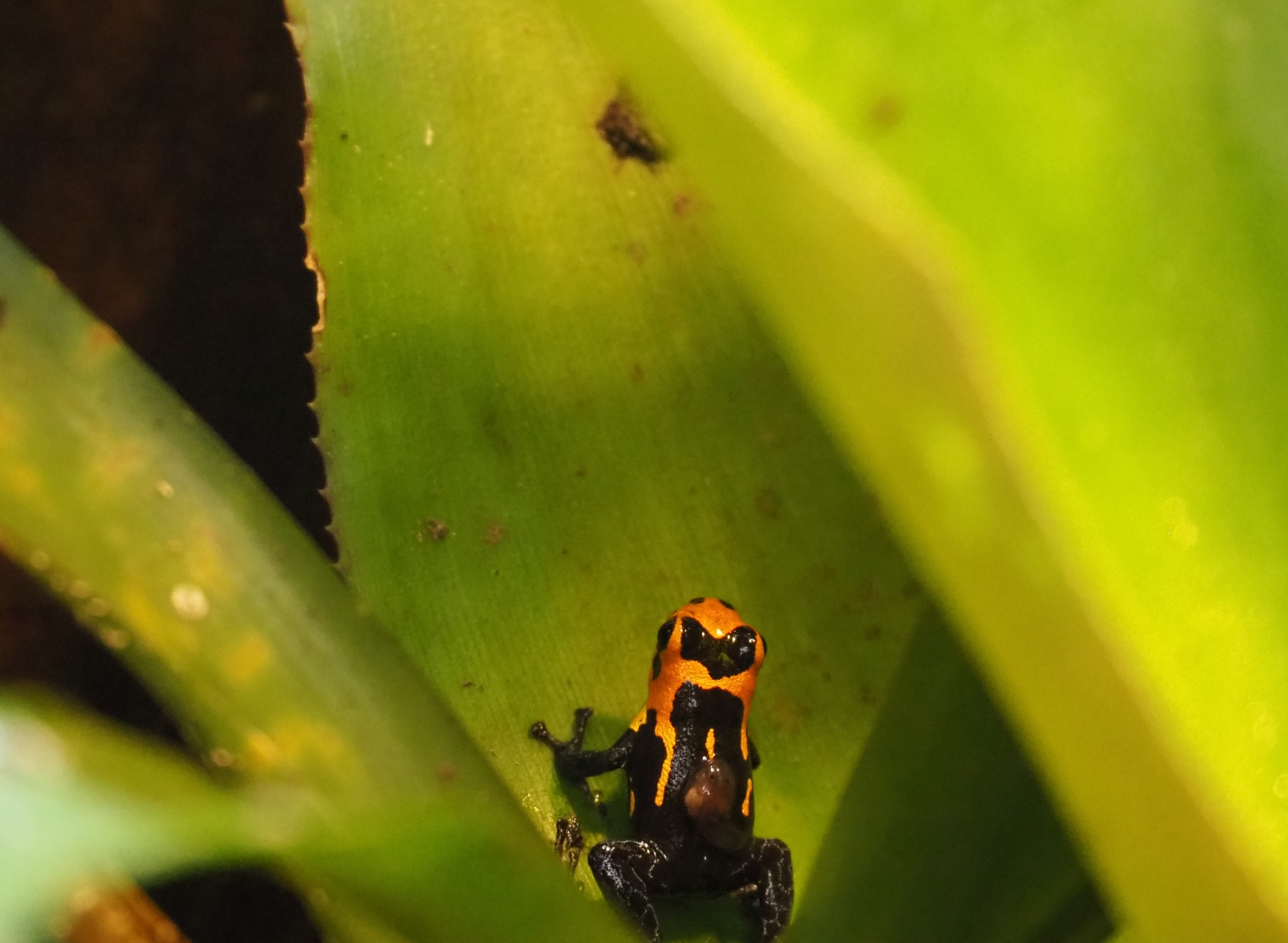 Mimic poison frog (Ranitomeya imitator 'Jeberos') with tadpole (Nov 10th, 2018)