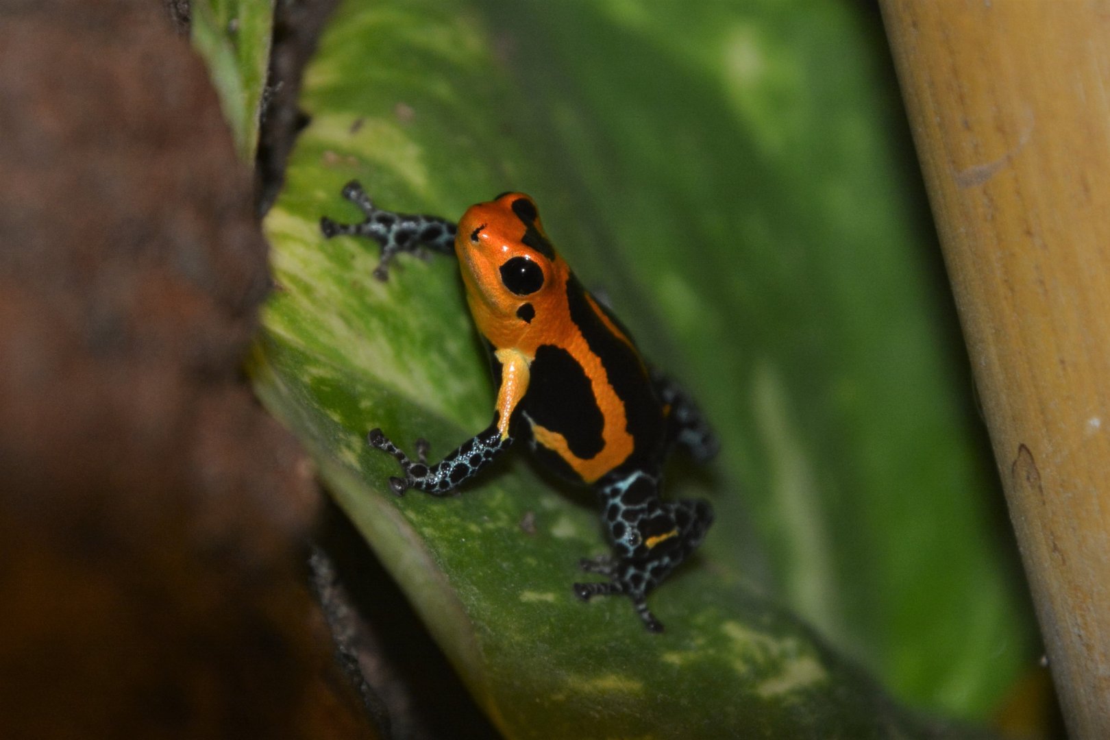Mimic poison frog (Ranitomeya imitator 'Jeberos')