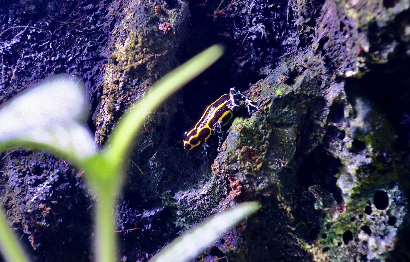 Mimic Poison Frog (Ranitomeya imitator)