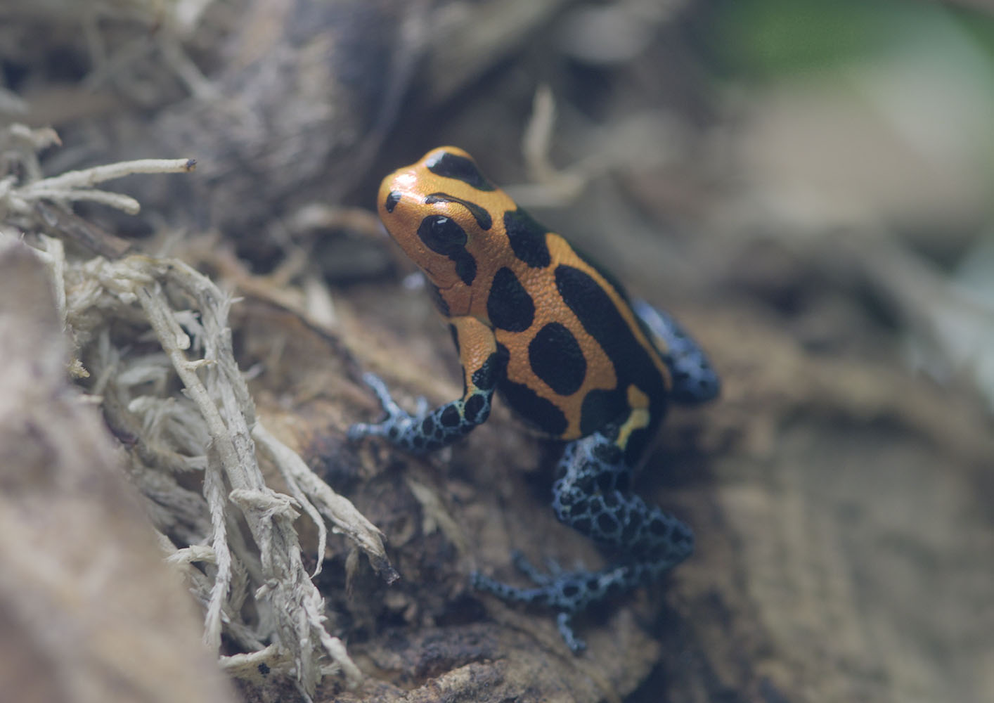 Mimic poison frog