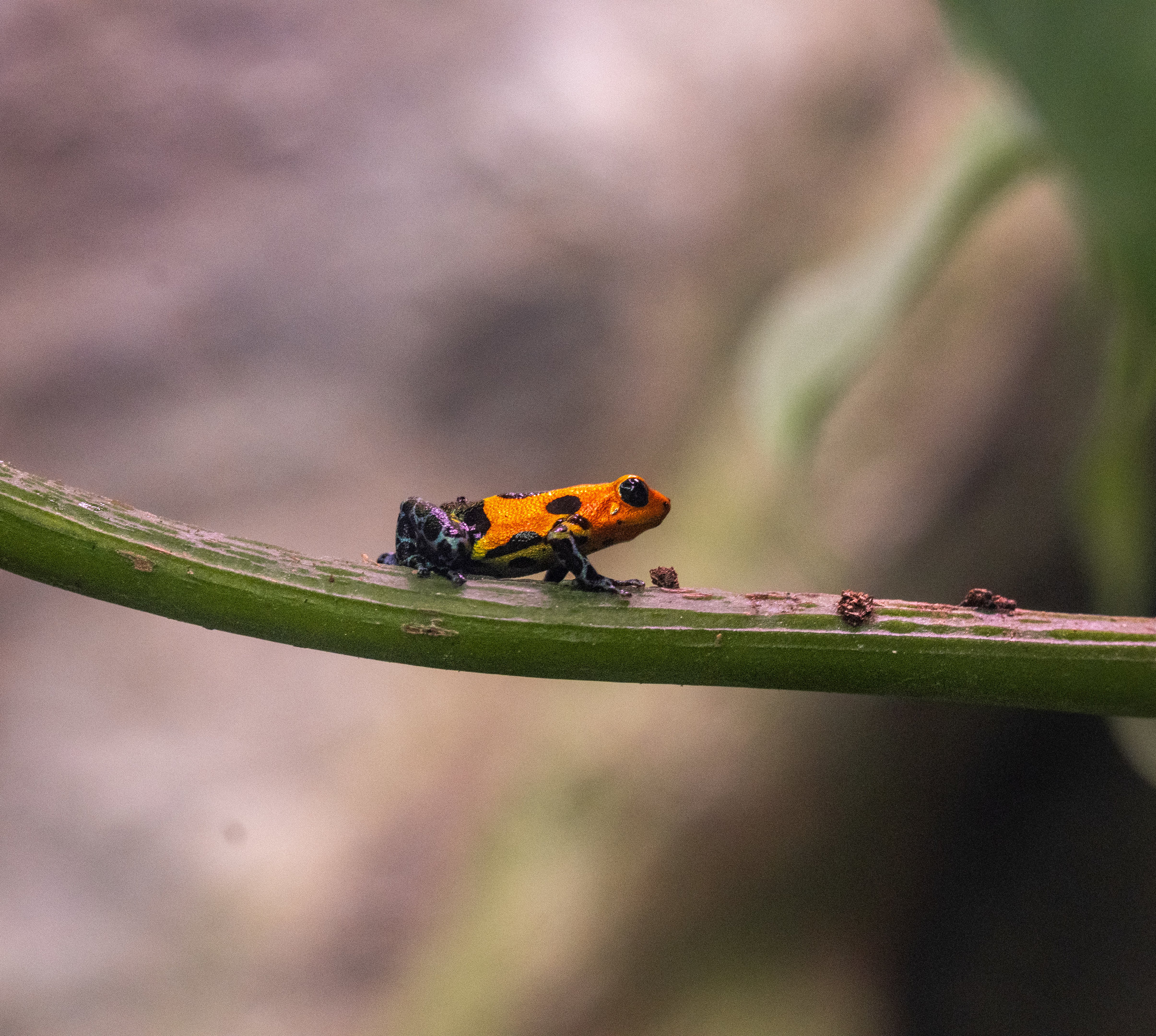 Mimic Poison Frog