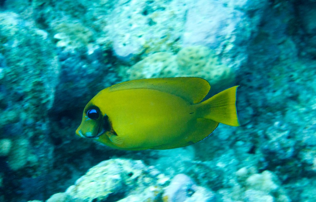Mimic Surgeonfish (Acanthurus pyroferus)