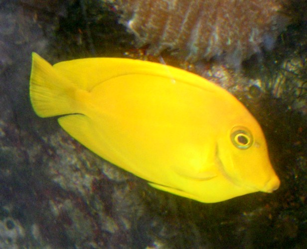 Mimic Surgeonfish (Acanthurus pyroferus)
