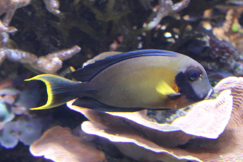 Mimic Surgeonfish adult (Acanthurus pyroferus)