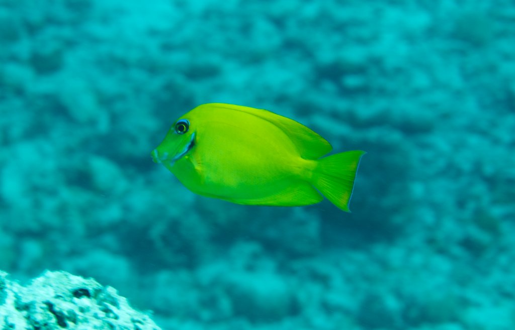 Mimic Surgeonfish juvenile (Acanthurus pyroferus)