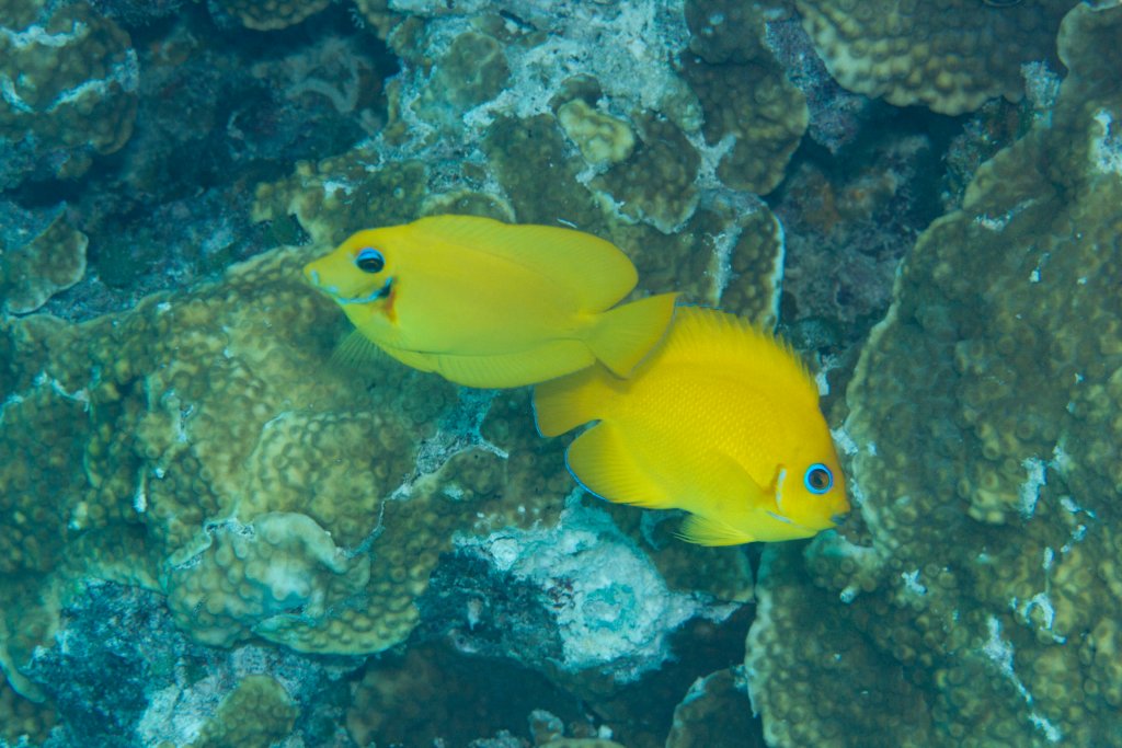 Mimic Surgeonfish on left, Lemonpeel Angelfish on right