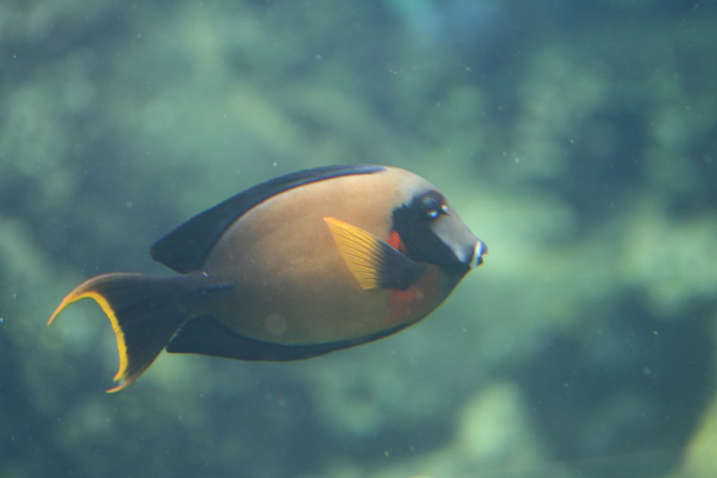 Mimic Surgeonfish