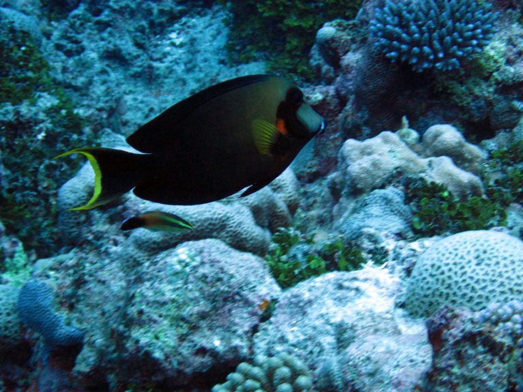 Mimic Surgeonfish