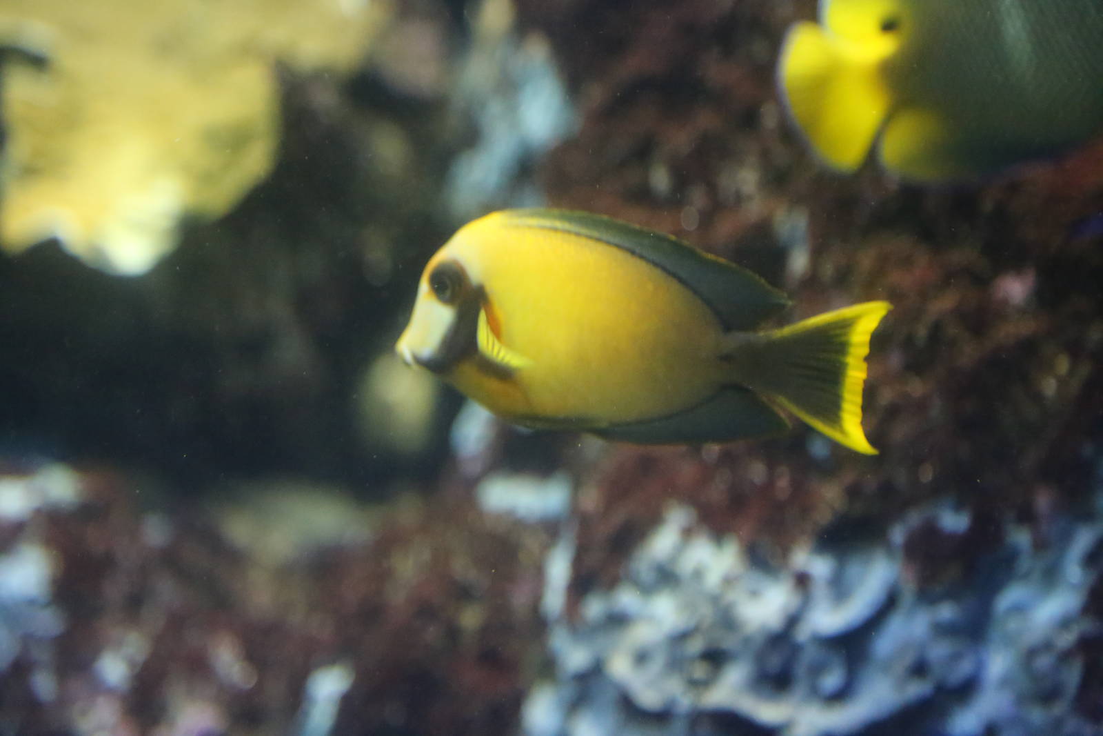 Mimic Surgeonfish