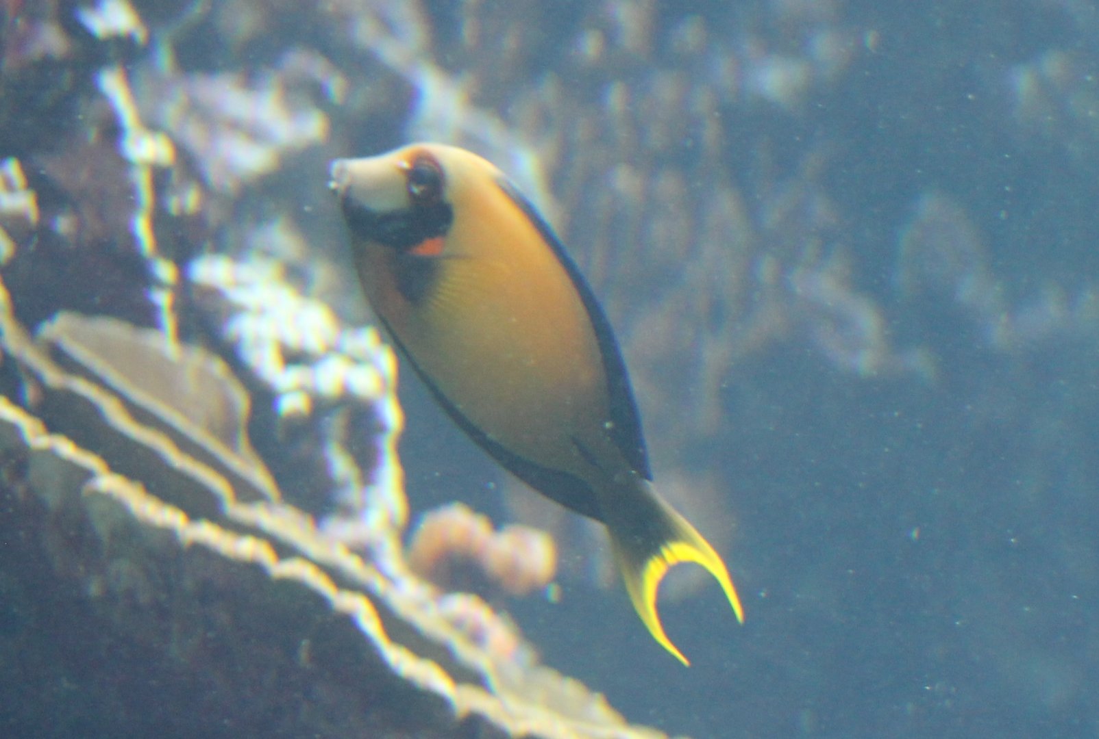 Mimic surgeonfish