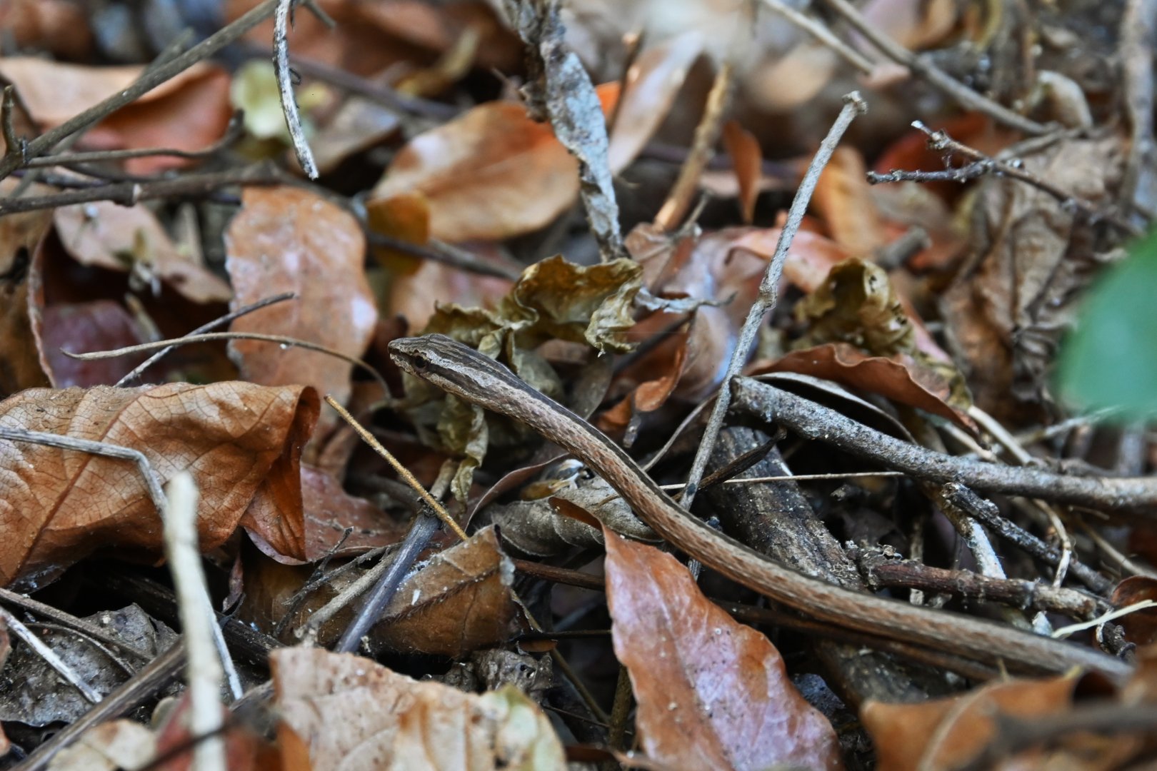 Mimophis mahfalensis