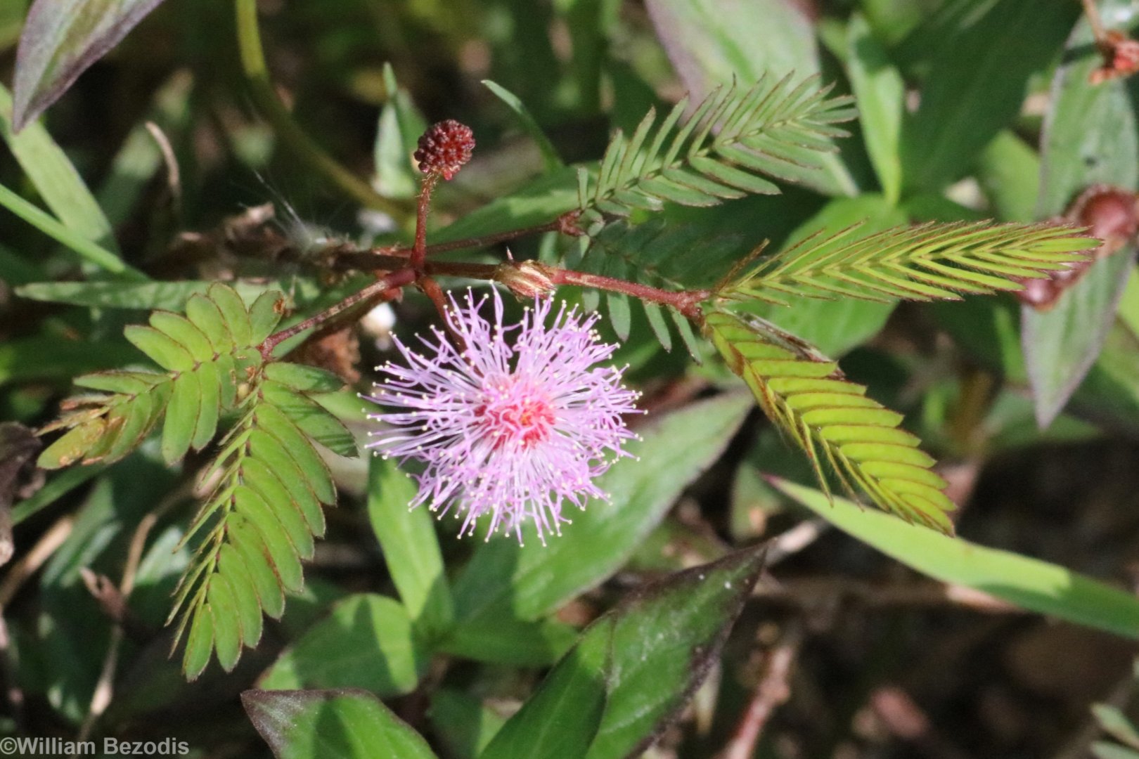 Mimosa - Khao Yai National Park