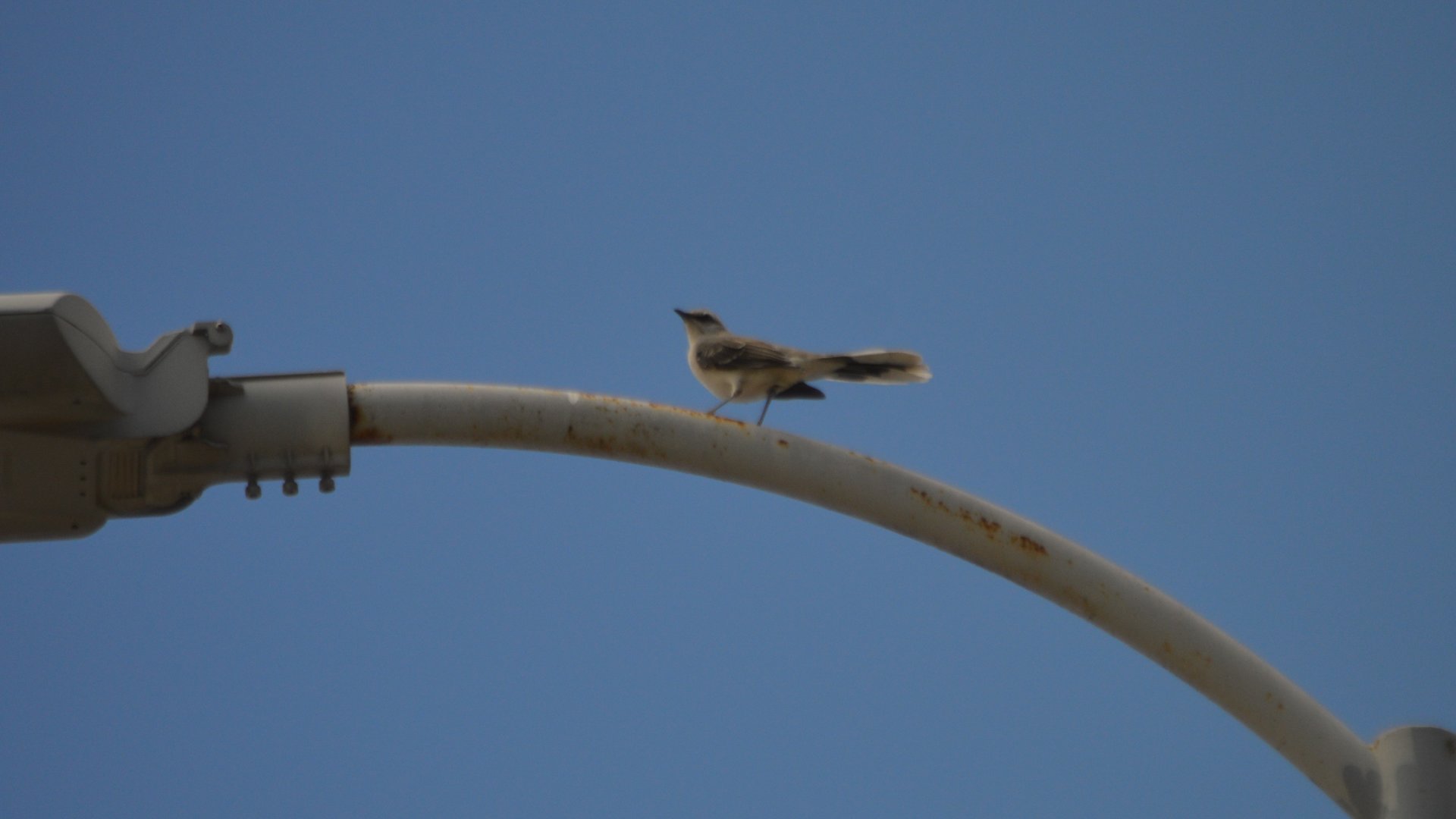 Mimus gilvus (Ciudad Mitad del Mundo)