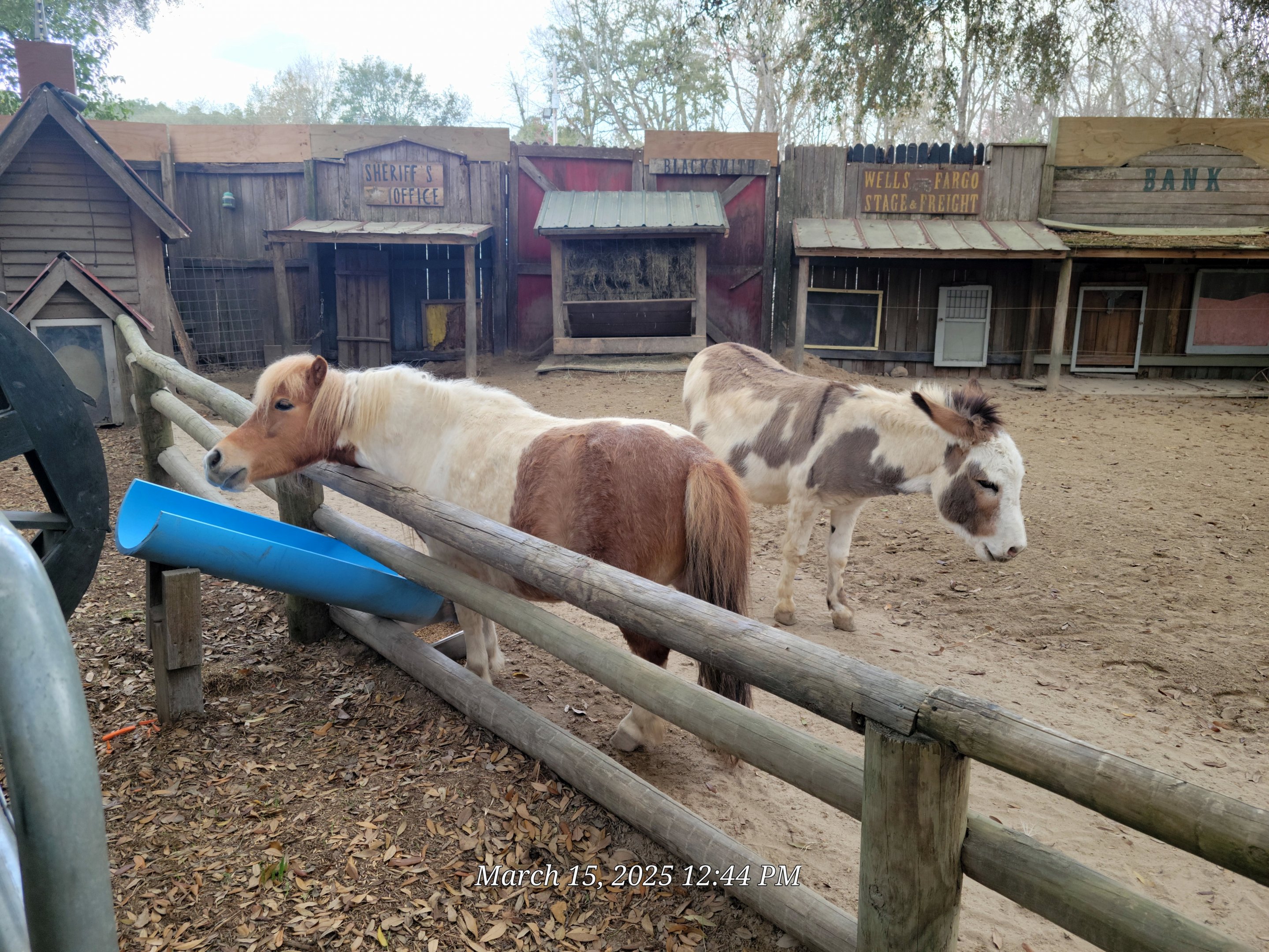 Minature Horse and Sicilian Donkey