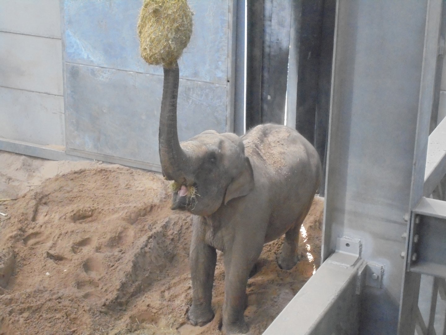 Minbu from Twycross.