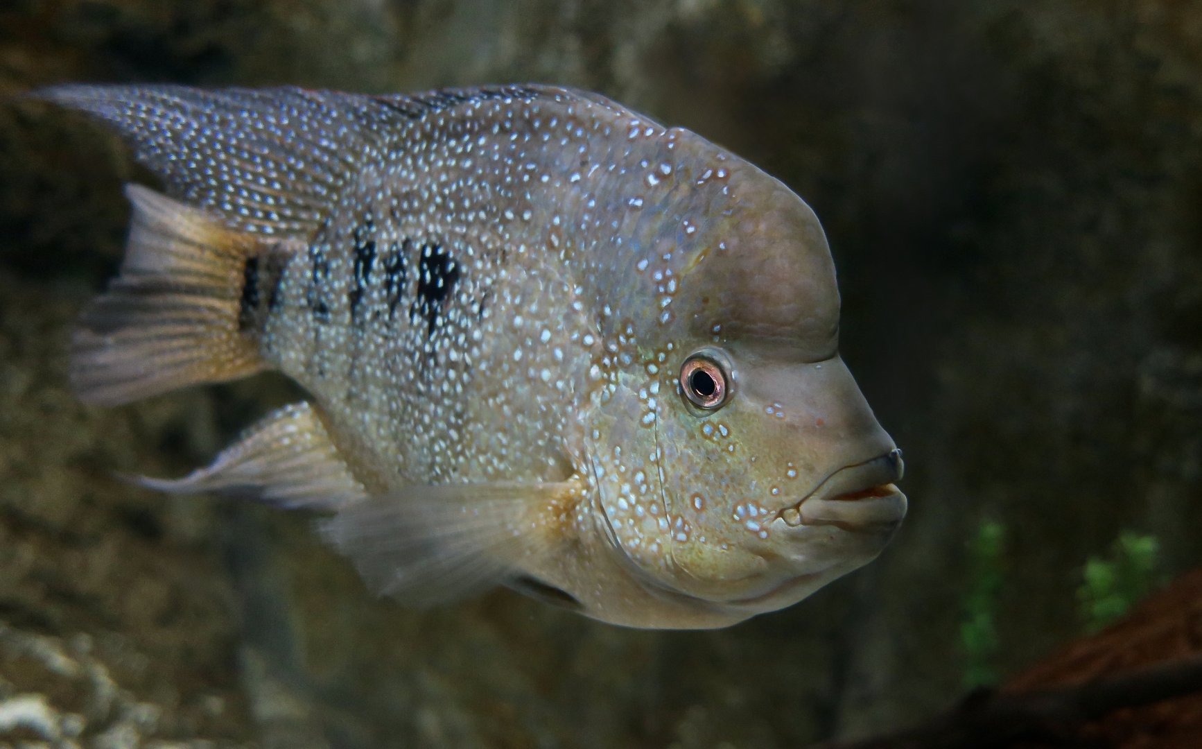 Minckley's Cichlid (Herichthys minckleyi)