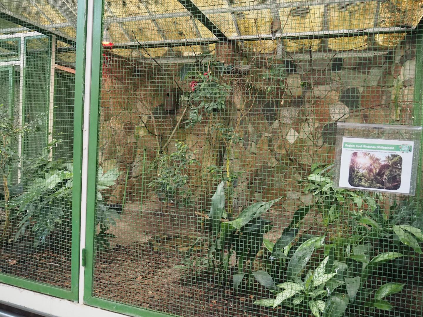 Mindanao aviary - White-eared brown dove, Mindanao lorikeet, Mindanao bleeding-heart pigeon, 2024-05-22